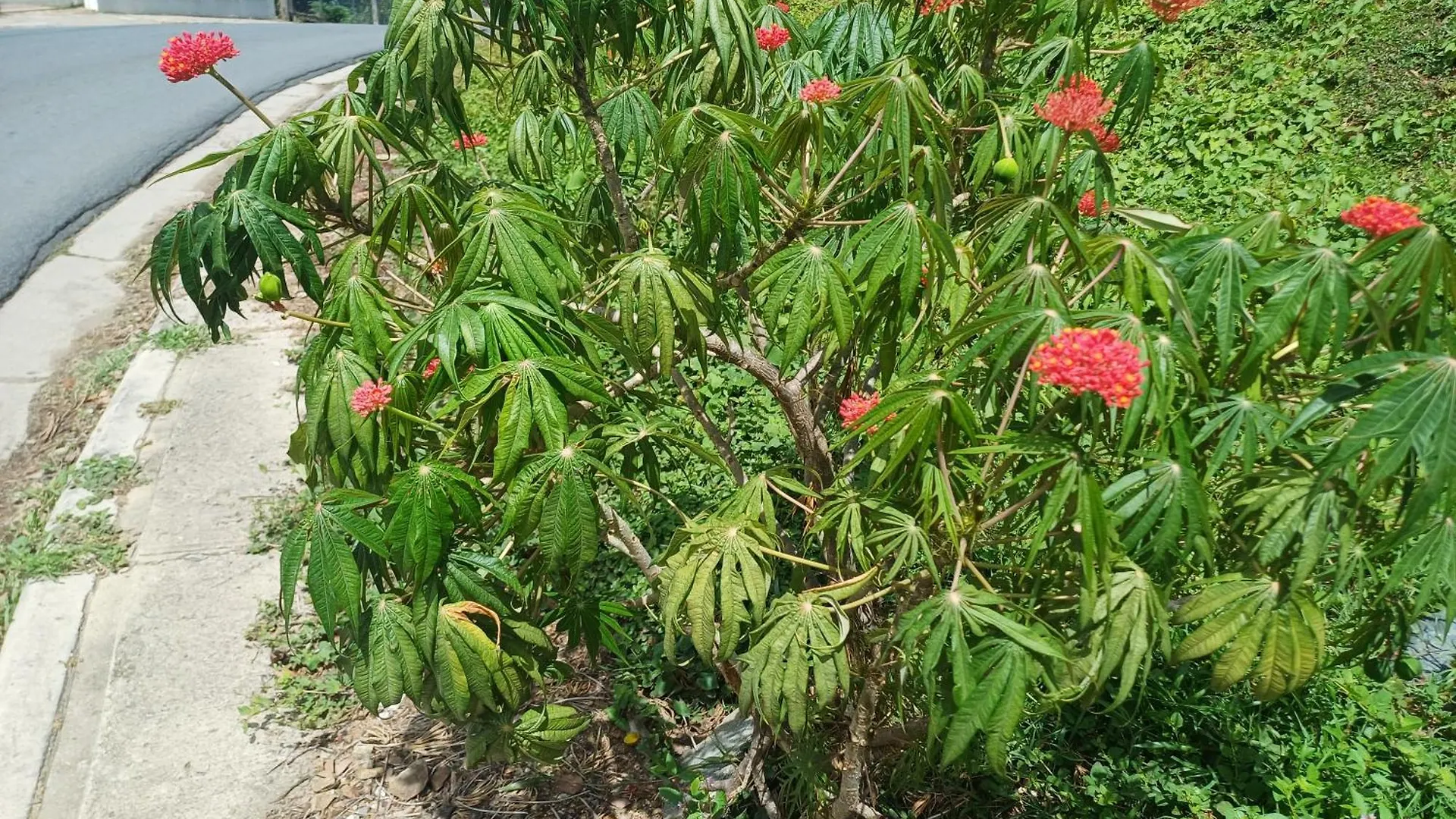 Rooster Run Glamping Camping Has Rooftop And Off The Ground Glamping Experience For 1 To 16 In A Single Tent And Views Of The Rain Forrest And To Culebra Across The Atlantic Ocean W Tents, Linens, Deluxe Air Beds, Warm Shower And More At A Great Pric Vieques 0*,