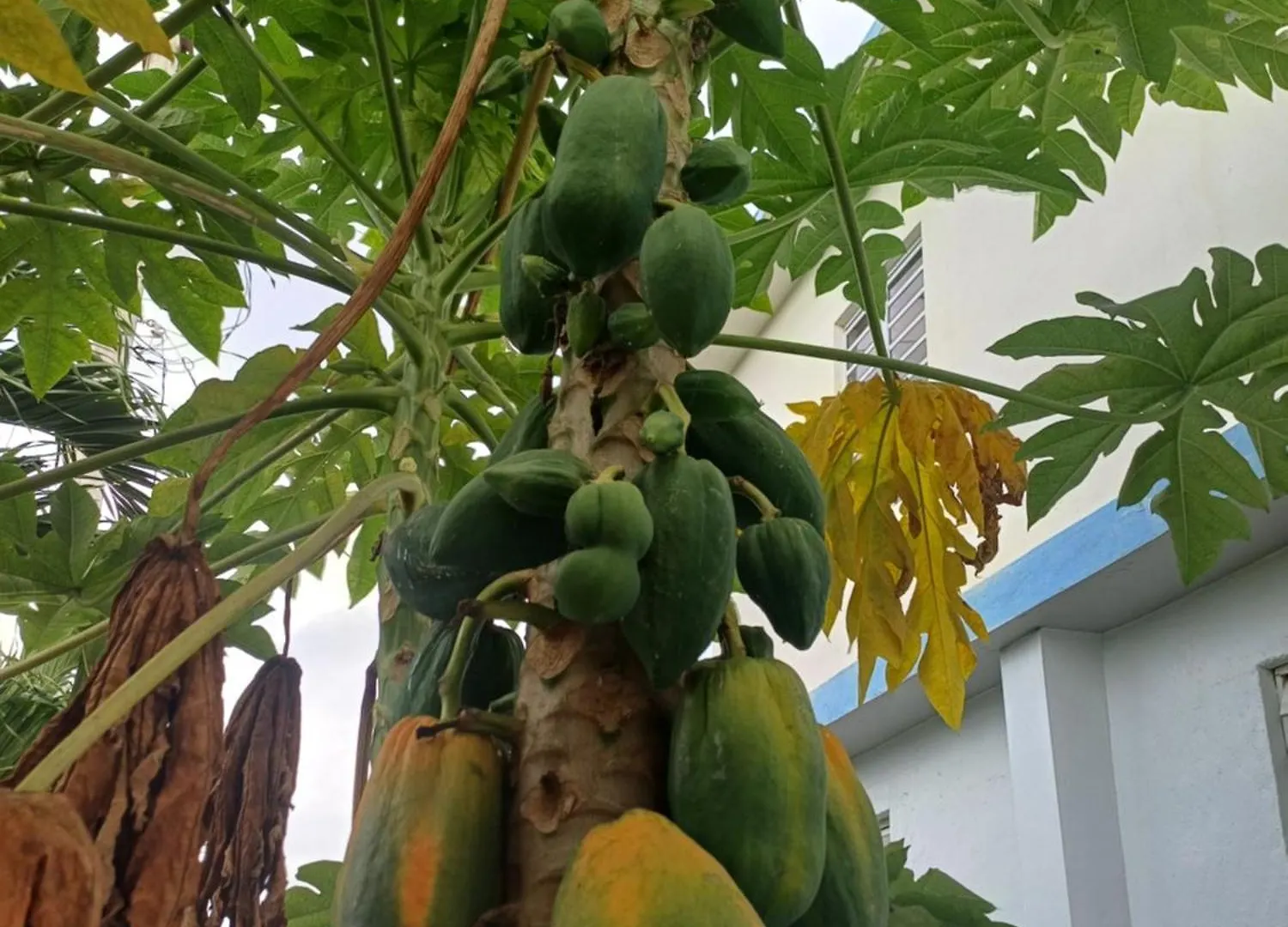 Rooster Run Glamping Camping Has Rooftop And Off The Ground Glamping Experience For 1 To 16 In A Single Tent And Views Of The Rain Forrest And To Culebra Across The Atlantic Ocean W Tents, Linens, Deluxe Air Beds, Warm Shower And More At A Great Pric Vieques Puerto Rico