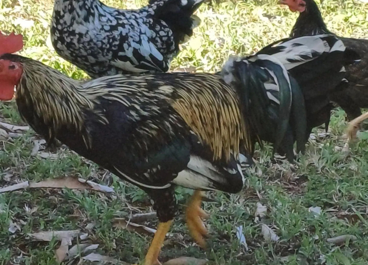 Rooster Run Glamping Camping Has Rooftop And Off The Ground Glamping Experience For 1 To 16 In A Single Tent And Views Of The Rain Forrest And To Culebra Across The Atlantic Ocean W Tents, Linens, Deluxe Air Beds, Warm Shower And More At A Great Pric Vieques Luxury tent