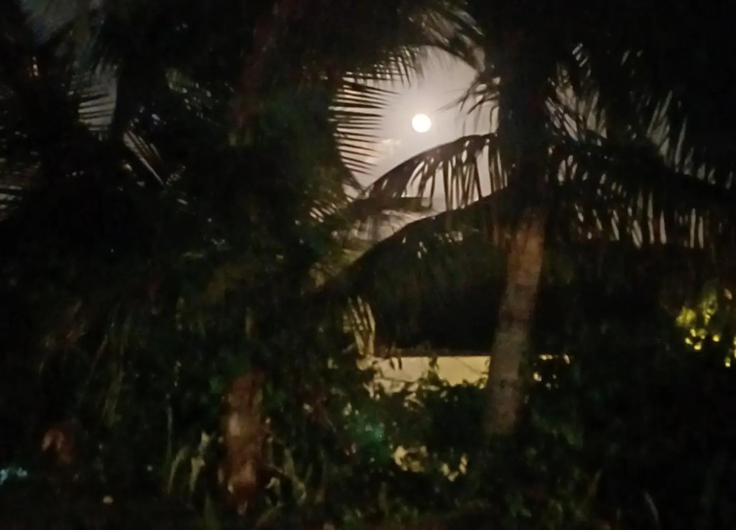 Rooster Run Glamping Camping Has Rooftop And Off The Ground Glamping Experience For 1 To 16 In A Single Tent And Views Of The Rain Forrest And To Culebra Across The Atlantic Ocean W Tents, Linens, Deluxe Air Beds, Warm Shower And More At A Great Pric Vieques